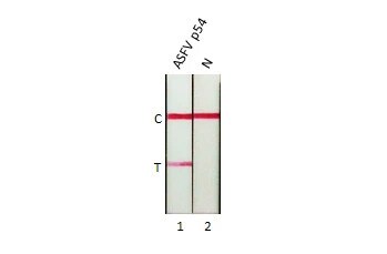 African Swine Fever Virus p54 Antibody (HL1289) - Azide and BSA Free