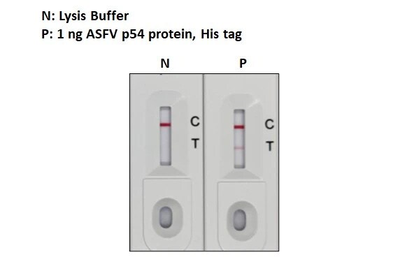 African Swine Fever Virus p54 Antibody (HL1289) - Azide and BSA Free