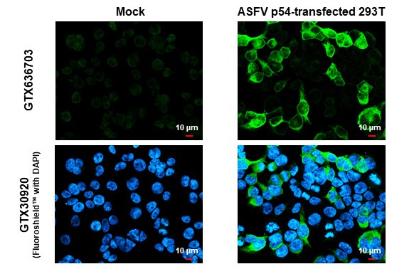 African Swine Fever Virus p54 Antibody (HL1289) - Azide and BSA Free