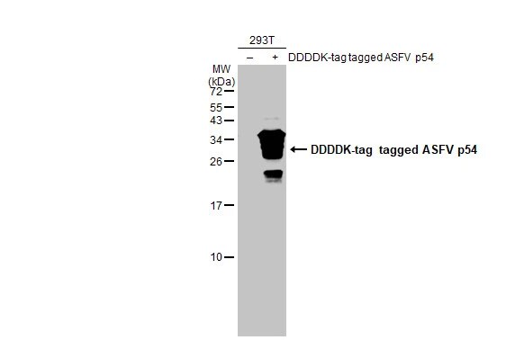 African Swine Fever Virus p54 Antibody (HL1289) - Azide and BSA Free
