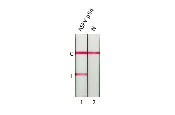 African Swine Fever Virus p54 Antibody (HL1289) - Azide and BSA Free