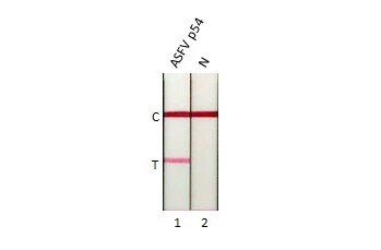African Swine Fever Virus p54 Antibody (HL1289) - Azide and BSA Free