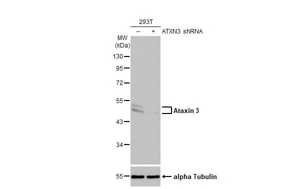 Ataxin-3 Antibody (HL1909) - Azide and BSA Free