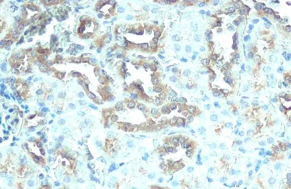 ATP6V1H Antibody (HL1316) - Azide and BSA Free