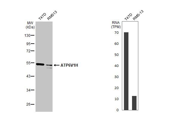 ATP6V1H Antibody (HL1316) - Azide and BSA Free