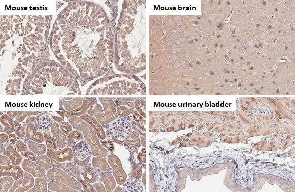 ATP6V1H Antibody (HL1316) - Azide and BSA Free