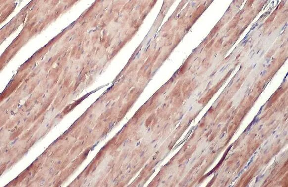 ATP6V1H Antibody (HL1316) - Azide and BSA Free