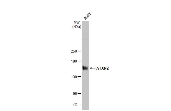 Ataxin-2 Antibody (HL1903) - Azide and BSA Free