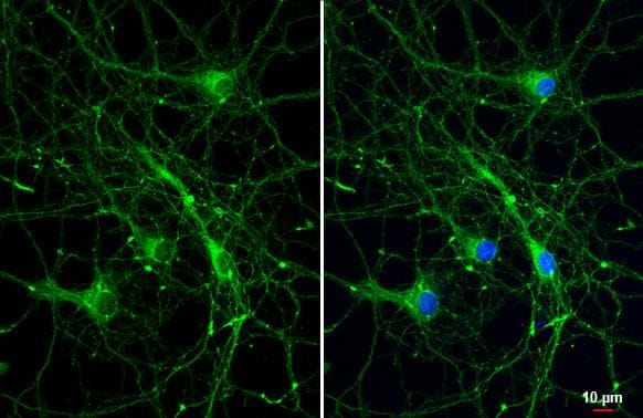 Bassoon Antibody (HL1732) - Azide and BSA Free