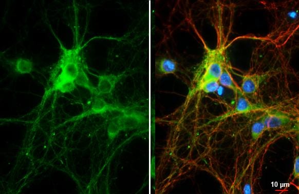 Bassoon Antibody (HL1732) - Azide and BSA Free