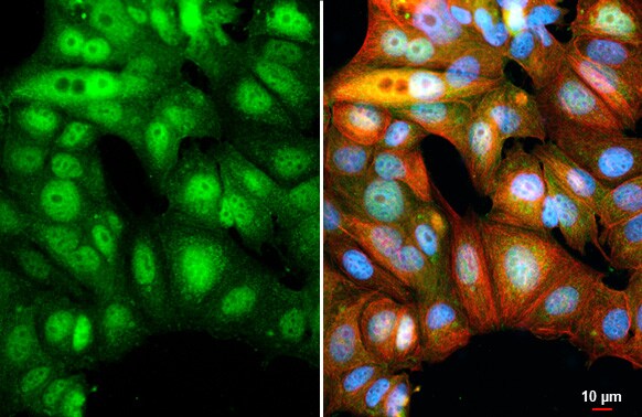 BATF Antibody (HL1870) - Azide and BSA Free
