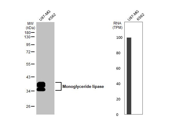 Monoglyceride Lipase Antibody (HL1937) - Azide and BSA Free
