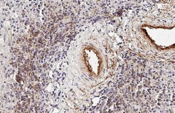 CXCL13/BLC/BCA-1 Antibody (HL2172) - Azide and BSA Free