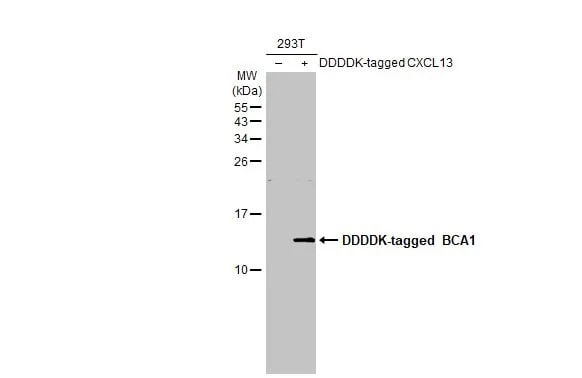 CXCL13/BLC/BCA-1 Antibody (HL2172) - Azide and BSA Free