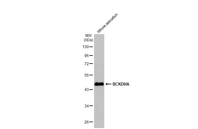 BCKDHA Antibody (HL2405) - Azide and BSA Free