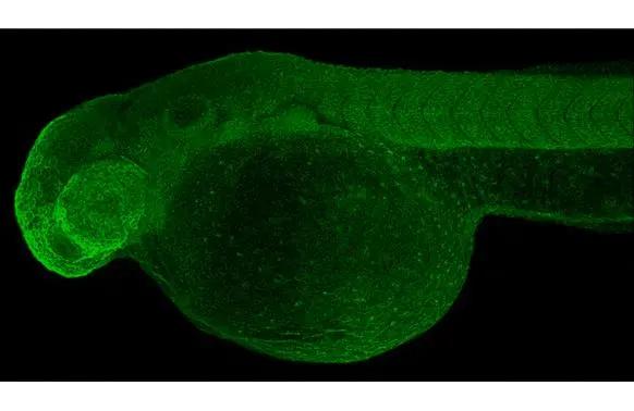 BCKDHA Antibody (HL2405) - Azide and BSA Free