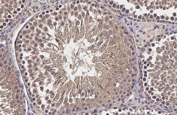 CCP110 Antibody (HL2312) - Azide and BSA Free