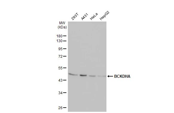 BCKDHA Antibody (HL2434) - Azide and BSA Free