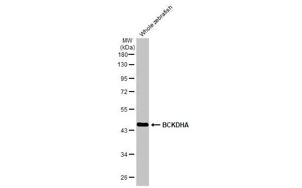 BCKDHA Antibody (HL2434) - Azide and BSA Free