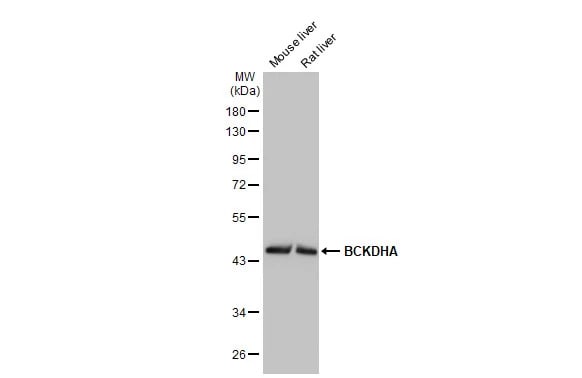 BCKDHA Antibody (HL2434) - Azide and BSA Free