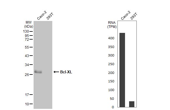 Bcl-xL Antibody (HL2038) - Azide and BSA Free
