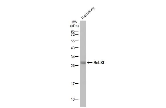 Bcl-xL Antibody (HL2038) - Azide and BSA Free