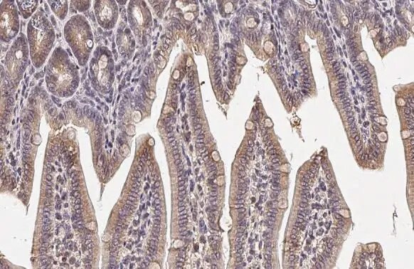 Bcl-xL Antibody (HL2038) - Azide and BSA Free