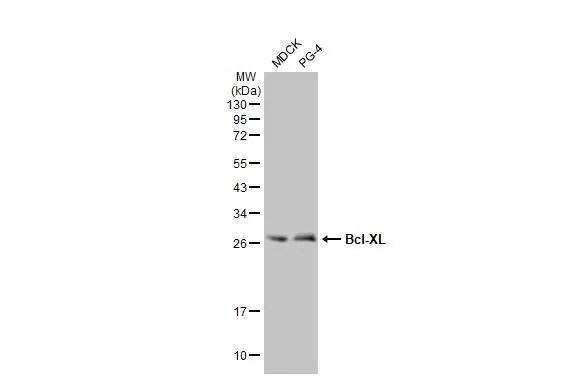 Bcl-xL Antibody (HL2038) - Azide and BSA Free