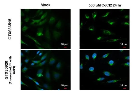 BNIP3L Antibody (HL1203) - Azide and BSA Free