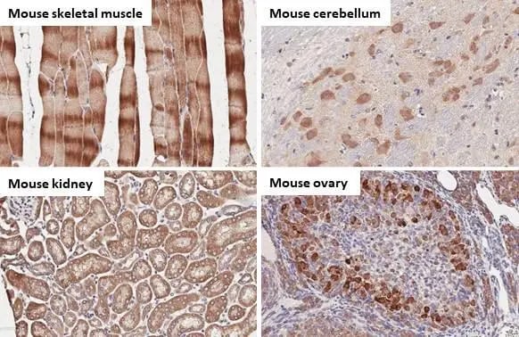 BNIP3L Antibody (HL1203) - Azide and BSA Free