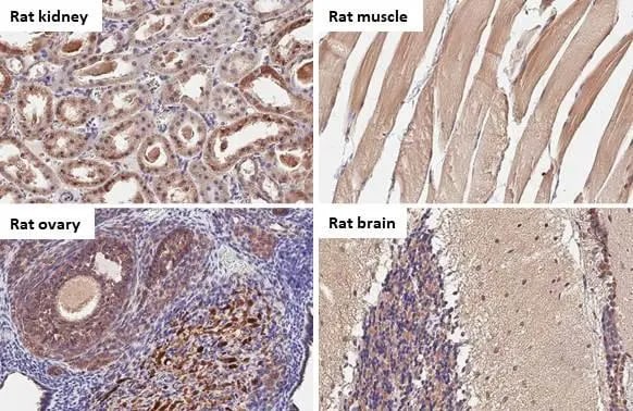 BNIP3L Antibody (HL1203) - Azide and BSA Free