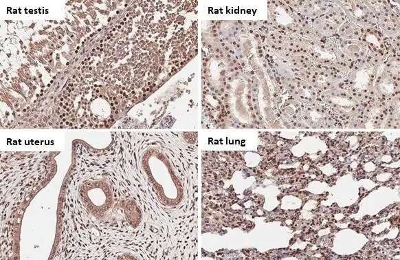 BRD9 Antibody (HL1282) - Azide and BSA Free