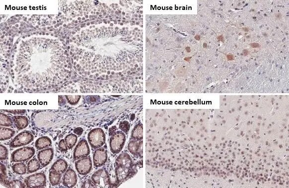 BRD9 Antibody (HL1282) - Azide and BSA Free