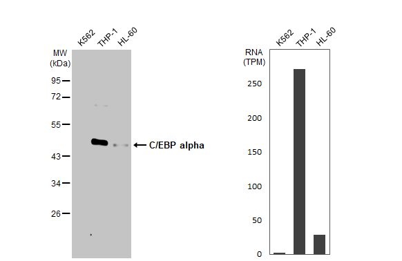 CEBP alpha Antibody (HL1747) - Azide and BSA Free