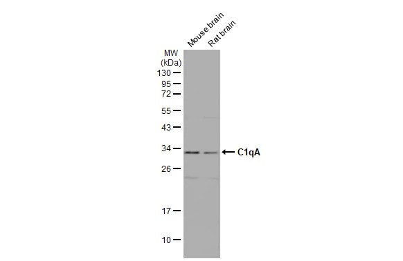 Complement Component C1qA Antibody (HL1695) - Azide and BSA Free
