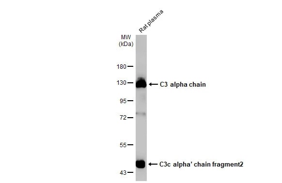 Complement C3 Antibody (HL1643) - Azide and BSA Free