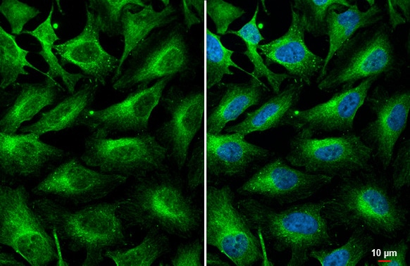 Complement C3 Antibody (HL1643) - Azide and BSA Free