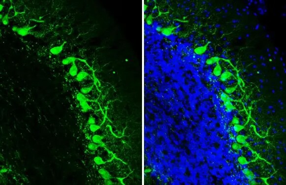 Calbindin D-28K Antibody (HL2378) - Azide and BSA Free