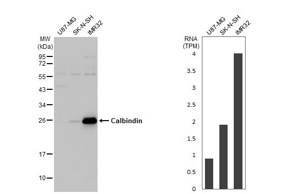 Calbindin D-28K Antibody (HL2378) - Azide and BSA Free