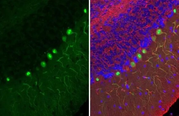 Calbindin D-28K Antibody (HL2378) - Azide and BSA Free