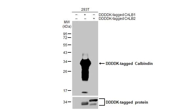 Calbindin D-28K Antibody (HL2379) - Azide and BSA Free