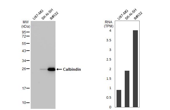 Calbindin D-28K Antibody (HL2379) - Azide and BSA Free