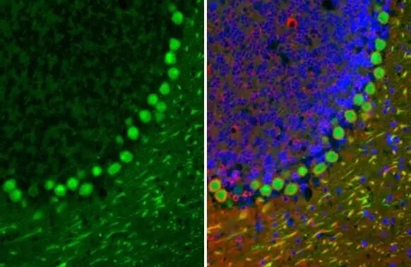 Calbindin D-28K Antibody (HL2379) - Azide and BSA Free