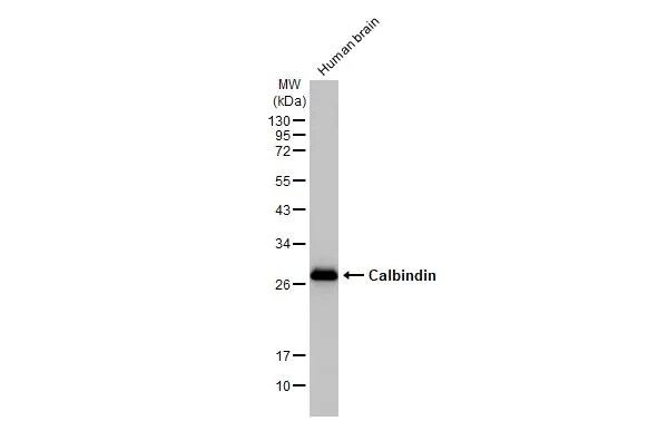 Calbindin D-28K Antibody (HL2379) - Azide and BSA Free