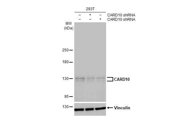 CARD10 Antibody (HL2260) - Azide and BSA Free