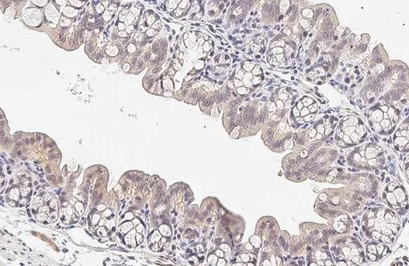 CARD10 Antibody (HL2260) - Azide and BSA Free