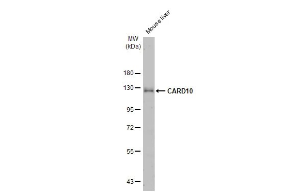 CARD10 Antibody (HL2260) - Azide and BSA Free