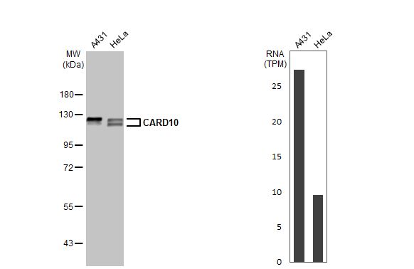CARD10 Antibody (HL2261) - Azide and BSA Free
