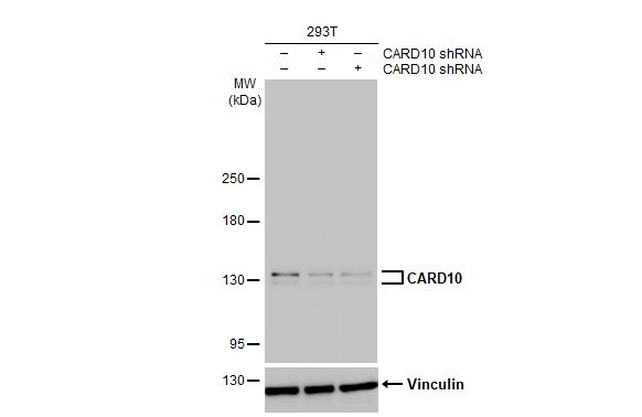 CARD10 Antibody (HL2261) - Azide and BSA Free
