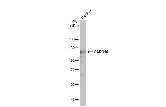 CARD10 Antibody (HL2261) - Azide and BSA Free